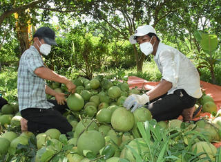 Gỡ khó cho nông sản khi lên sàn