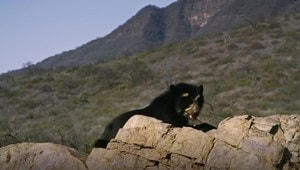 Loài gấu có khứu giác nhạy bén gấp 2.000 lần con người