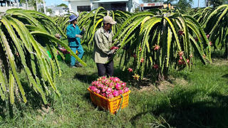 Cần tạo sức bật cho trái cây