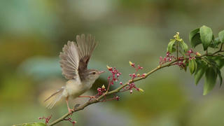 Tiếng chim trong miền đồi khoáng đạt