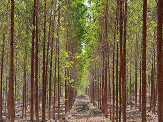 “Cởi trói” chính sách giao khoán đất nông nghiệp