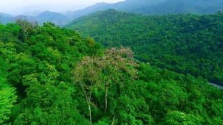 Khai thác tiềm năng kinh tế từ rừng