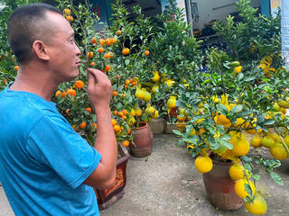 Hoa kiểng Tết về phố sớm