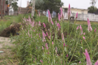 Con đường hoa cỏ