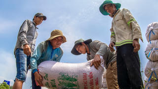 Giá lúa gạo tăng: Nông dân mừng nhưng vẫn lo