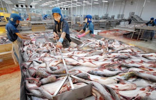 Giá cá tra tăng, doanh nghiệp 'đói' nguyên liệu