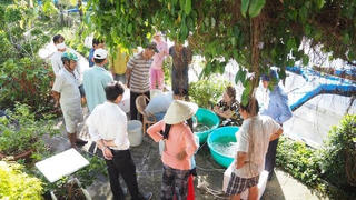 Hỗ trợ 400.000 con tôm sú giống cho nông dân Đất Mũi