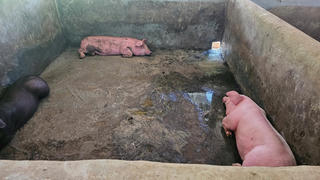 Huế: Một xã ghi nhận hơn 100 con lợn chết, người dân đào hố để tiêu hủy