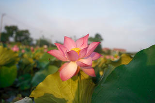 Tháng 5, về La Chữ ngắm hoa sen đua nở