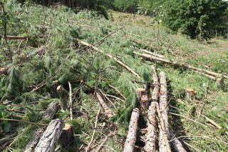 Điều tra vụ phá trắng rừng thông 20 năm tuổi tại Lâm Đồng