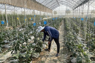 Những tỷ phú nông sản sạch