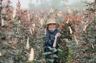 Hoa hồng tăng giá dịp 8/3, người dân Mê Linh phấn khởi thu hoạch