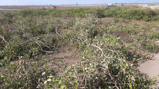 Vụ phá Vườn quốc gia ở Nam Định: Cảnh sát xác minh nguồn gốc đất và cây rừng bị chặt phá