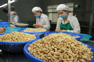 Ngành điều xuất khẩu vẫn chưa hết khó