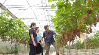 Hà Nội hướng tới nền nông nghiệp xanh