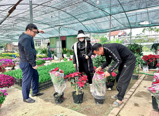 Nhộn nhịp làng hoa xuân ngoại thành Hạ Long