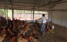 Người chăn nuôi gia cầm lao đao