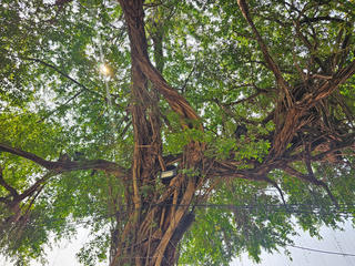 Hà Nội: Không di dời cây cổ thụ, cây có giá trị ở vườn hoa Lý Thái Tổ