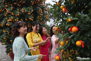 Ngày hội quất cảnh Hội An