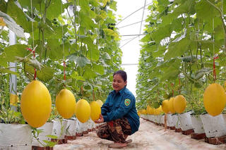 Bắc Kạn: Tận dụng lợi thế từ chỉ số xanh thúc đẩy kinh doanh bền vững