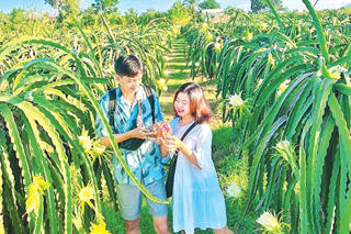 Về quê đón Tết