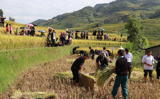 ‘Mùa vàng Mù Cang Chải’ rực rỡ đón khách