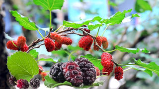 Lợi ích từ quả dâu tằm