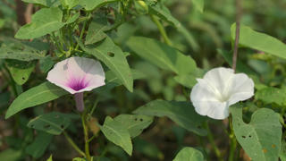 Những mùa rau muống