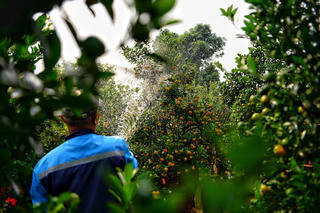 Hà Nội: Người dân Tứ Liên tất bật chăm sóc quất dịp Tết Nguyên đán 2025