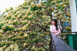 Ngắm cây hoa bún cổ hơn 300 tuổi nở rộ giữa lòng Hà Nội