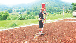 Mùa hồi ở Bình Liêu