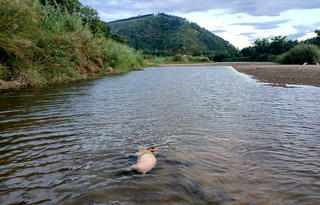 Hà Tĩnh: Hàng loạt xác lợn chết trôi trên sông Ngàn Phố