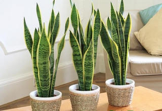 Mẹo chăm sóc cây cảnh mang lại tài lộc và may mắn cho gia chủ