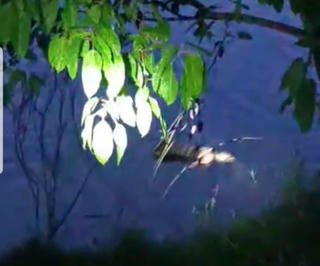 Phát hiện thi thể nam thanh niên nổi trên sông