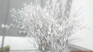 [ẢNH] Băng giá đẹp lạ lùng trên đỉnh Fansipan 