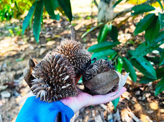 Lo sầu riêng mất mùa