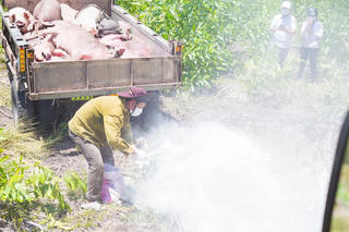 Huế: Tiêu hủy hàng chục con lợn mắc dịch tả lợn châu Phi