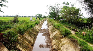 Gần 2.000ha lúa nguy cơ 'chết khát'