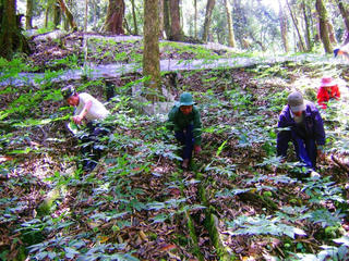 Quảng Nam: Tri thức dân gian về sâm Ngọc Linh trở thành Di sản văn hóa phi vật thể quốc gia