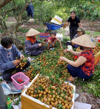 Sản xuất kết hợp du lịch trên vườn nhãn
