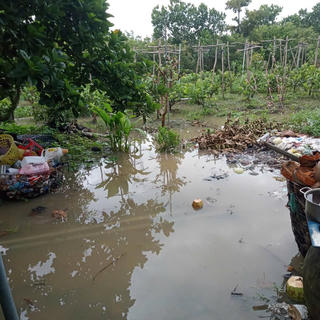 Vỡ đê bao ở huyện Chợ Lách