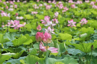 Ninh Bình: Cánh đồng sen nở rộ dưới chân núi Ngọa Long hút khách