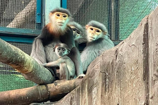 Cuộc giải cứu bất thành