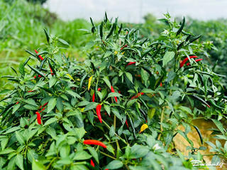 Nông dân phấn khởi vì trái ớt tươi được giá cao