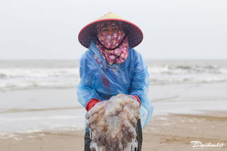 Thu hoạch 'vàng trắng' ngày biển động