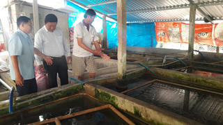 Làm giàu từ nuôi lươn không bùn trên cạn