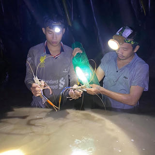 Săn tôm càng xanh dưới rừng dừa