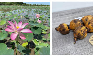 Số lượng bằng sáng chế được cấp trong tháng 6 nhiều nhất từ trước tới nay