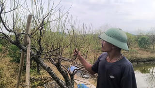 Thanh Hóa: Trắng tay vì đào cảnh