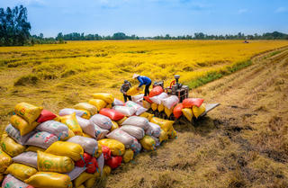 Cơ hội cho hạt gạo Việt Nam